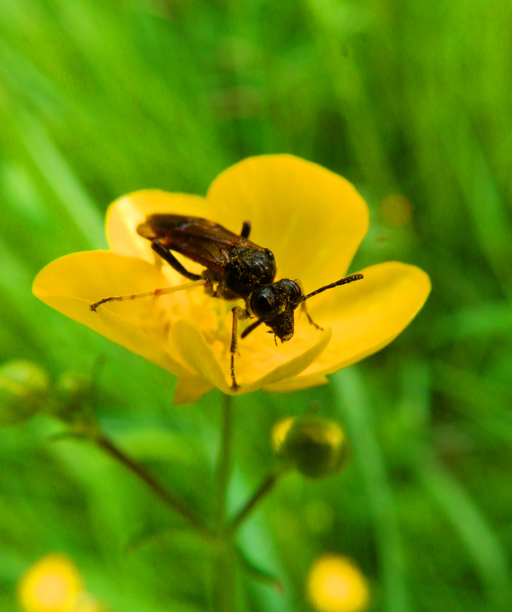 Tenthredo koehleri Zoete Waters (Belgium).<br />
<a href="https://waarnemingen.be/species/185810/" rel="nofollow">https://waarnemingen.be/species/185810/</a> Belgium,Geotagged,Sawfly Tenthredo koehleri,Spring,Tenthredo koehleri
