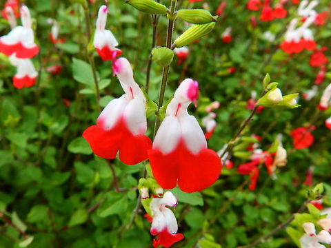 Baby sage - Salvia microphylla Han sur Lesse (Belgium). Baby sage,Belgium,Geotagged,Salvia microphylla,Summer