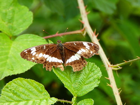 White admiral - Limenitis camilla Kasteel van Horst (Belgium). Belgium,Geotagged,Limenitis camilla,Summer,White admiral