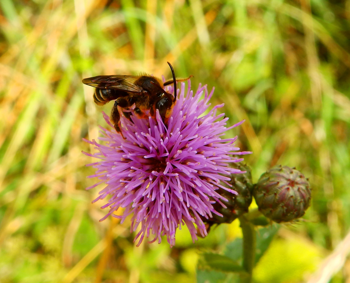 Yellow-Loosestrife Bee  - Macropis europaea Kasteel van Horst (Belgium).<br />
<a href="https://waarnemingen.be/species/9079/photos/" rel="nofollow">https://waarnemingen.be/species/9079/photos/</a>? Belgium,Geotagged,Macropis europaea,Summer