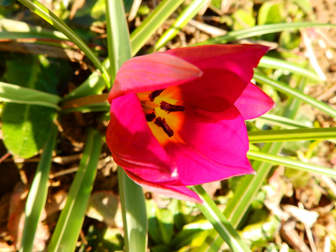 Tulipa humilis Cultivated. Kessel-Lo (Belgium). Belgium,Geotagged,Spring,Tulipa humilis
