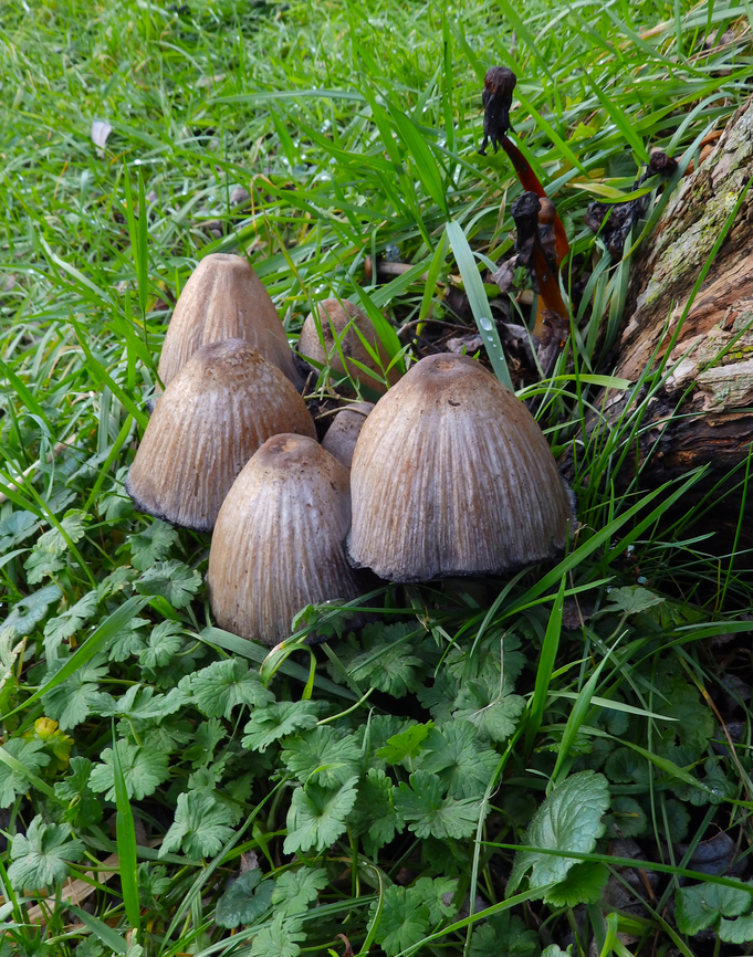 Common ink cap - Coprinopsis atramentaria Zoete Waters (Belgium).<br />
<a href="https://waarnemingen.be/species/672968/" rel="nofollow">https://waarnemingen.be/species/672968/</a> Belgium,Common ink cap,Coprinopsis atramentaria,Fall,Geotagged