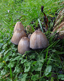 Common ink cap - Coprinopsis atramentaria Zoete Waters (Belgium).
https://waarnemingen.be/species/672968/ Belgium,Common ink cap,Coprinopsis atramentaria,Fall,Geotagged