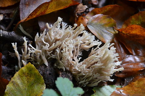 Clavulina cristata/coralloides Meerdaalbos (Belgium). Belgium,Clavulina cristata,Fall,Geotagged,White coral fungus