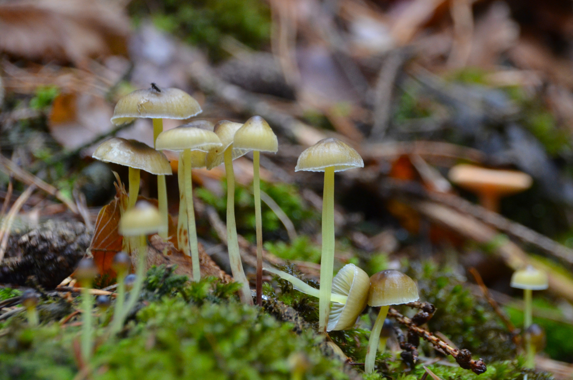 Yellowleg Bonnet - Mycena epipterygia Meerdaalbos (Belgium). Belgium,Fall,Geotagged,Mycena epipterygia,Yellowleg Bonnet