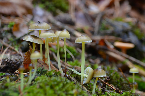 Yellowleg Bonnet - Mycena epipterygia Meerdaalbos (Belgium). Belgium,Fall,Geotagged,Mycena epipterygia,Yellowleg Bonnet