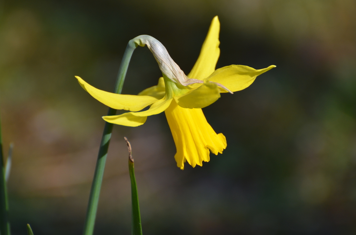 Lent lily - Narcissus pseudonarcissus Kessel Lo Provinciale Domein (Belgium). Belgium,Geotagged,Lent lily,Narcissus pseudonarcissus,Spring