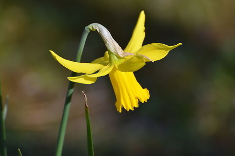 Lent lily - Narcissus pseudonarcissus Kessel Lo Provinciale Domein (Belgium). Belgium,Geotagged,Lent lily,Narcissus pseudonarcissus,Spring