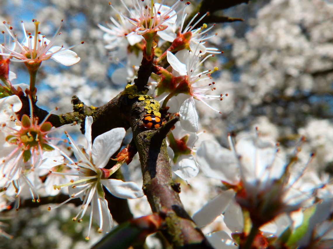 Ten-spot Ladybird - Adalia decempunctata Korbeek-Dijle (Belgium). Adalia decempunctata,Belgium,Geotagged,Spring,Ten-spot Ladybird
