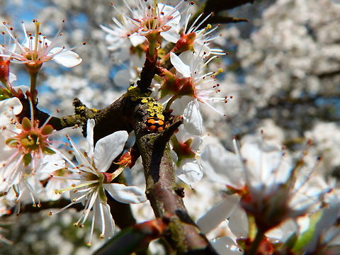 Ten-spot Ladybird - Adalia decempunctata Korbeek-Dijle (Belgium). Adalia decempunctata,Belgium,Geotagged,Spring,Ten-spot Ladybird