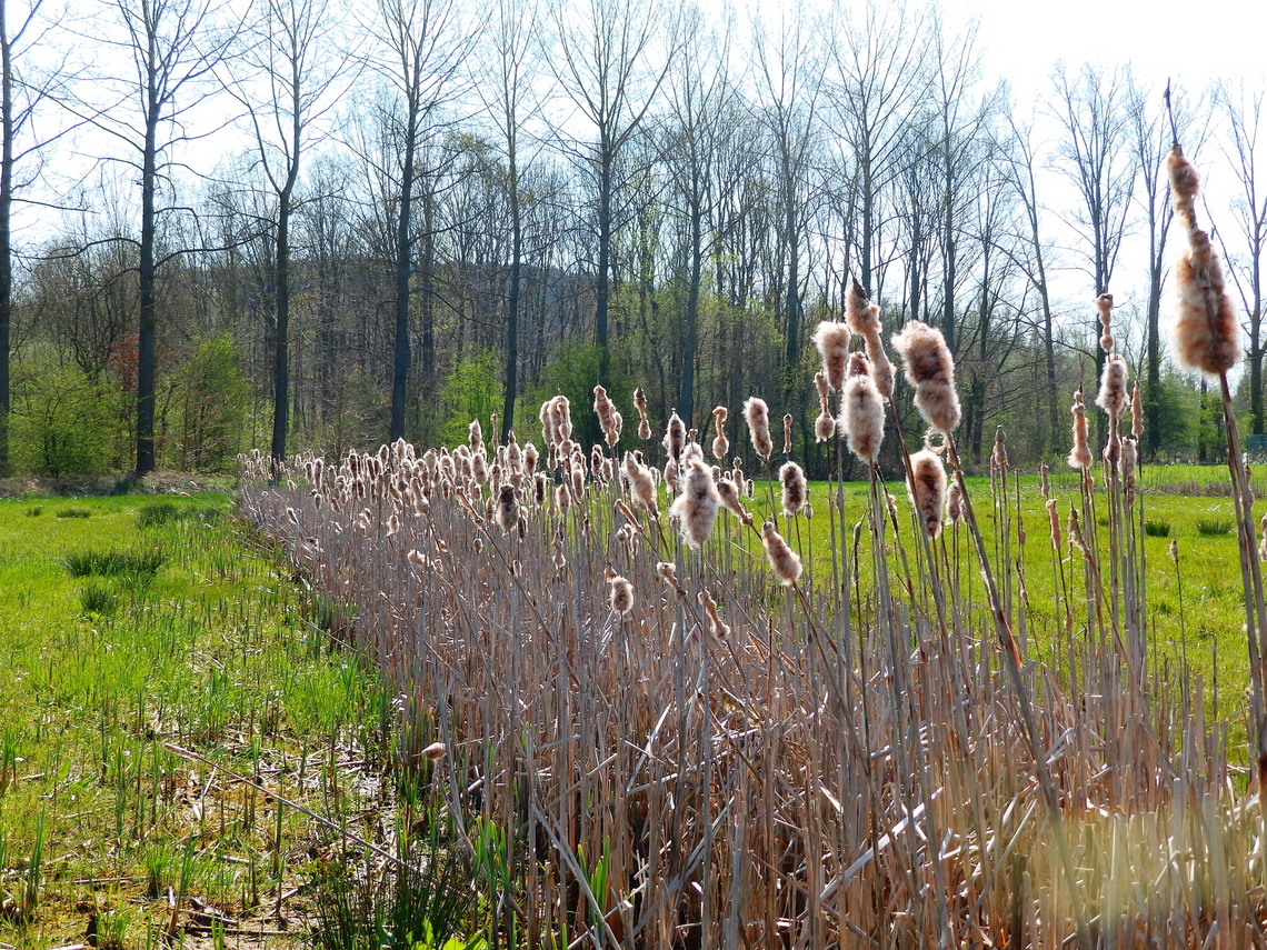 Broadleaf cattail - Typha latifolia Korbeek-Dijle (Belgium). Belgium,Broadleaf cattail,Geotagged,Spring,Typha latifolia