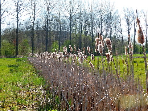 Broadleaf cattail - Typha latifolia Korbeek-Dijle (Belgium). Belgium,Broadleaf cattail,Geotagged,Spring,Typha latifolia