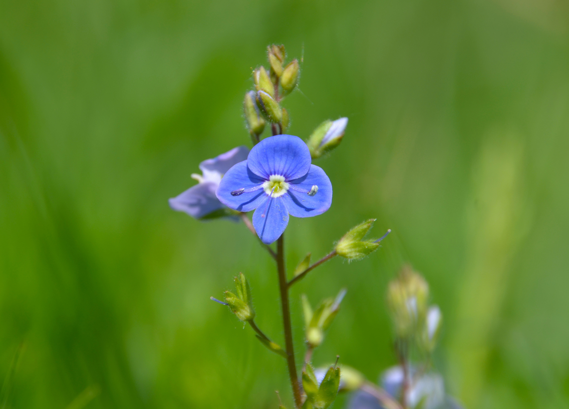 Bird's-eye speedwell - Veronica chamaedrys St Pietersberg, Maastricht (Holland). Bird's-eye speedwell,Geotagged,Netherlands,Spring,Veronica chamaedrys