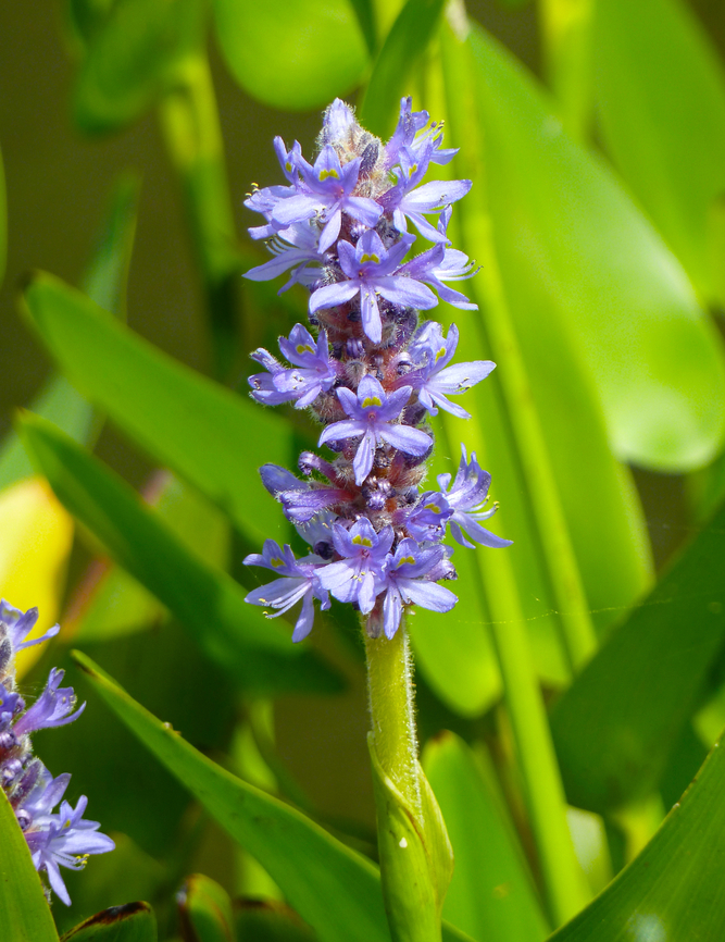 Pickerelweed - Pontederia cordata Cultivated in garden.<br />
Verbeke Foundation, Kemzeke. Belgium,Geotagged,Pickerelweed,Pontederia cordata,Summer