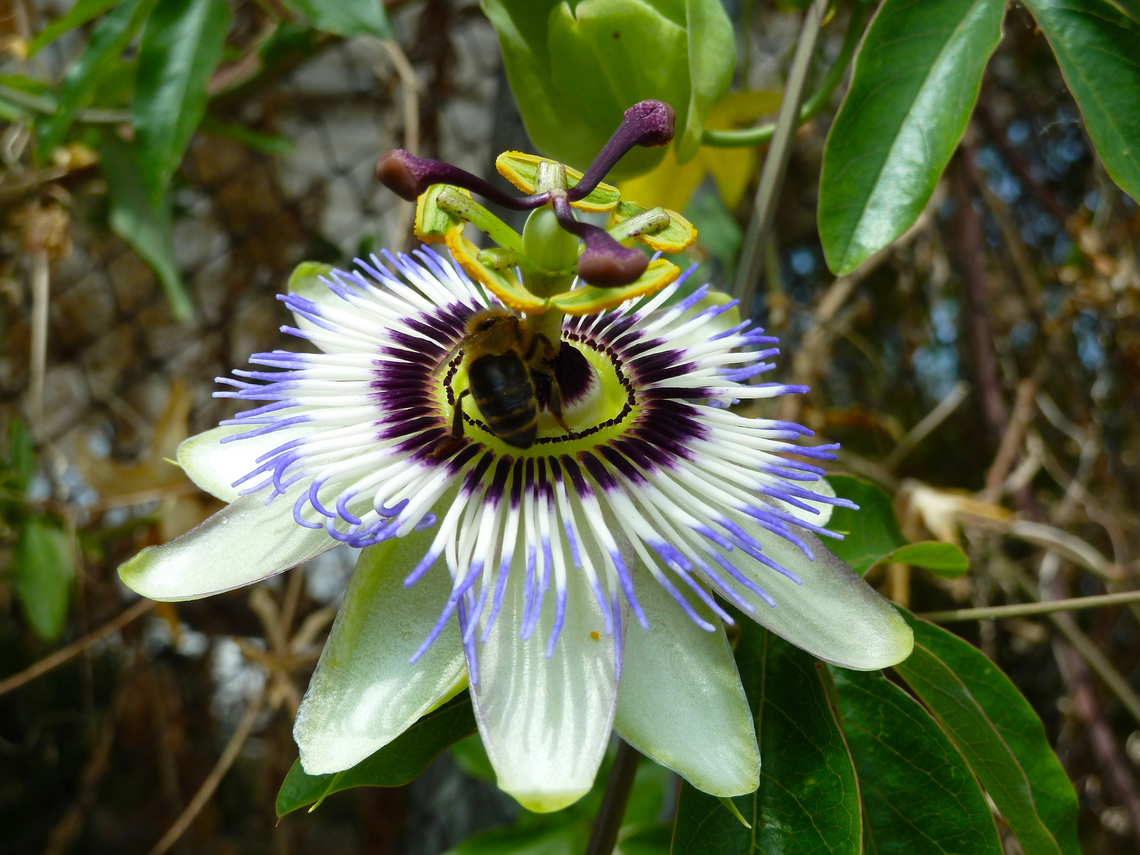 Blue Passion Flower - Passiflora caerulea Cultivated in garden.<br />
Verbeke Foundation, Kemzeke.  Belgium,Blue Passion Flower,Geotagged,Passiflora caerulea,Summer