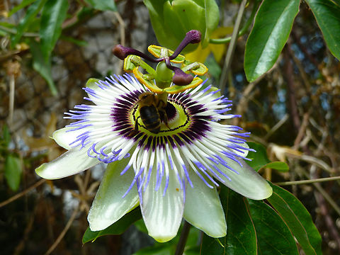 Blue Passion Flower - Passiflora caerulea Cultivated in garden.
Verbeke Foundation, Kemzeke.  Belgium,Blue Passion Flower,Geotagged,Passiflora caerulea,Summer