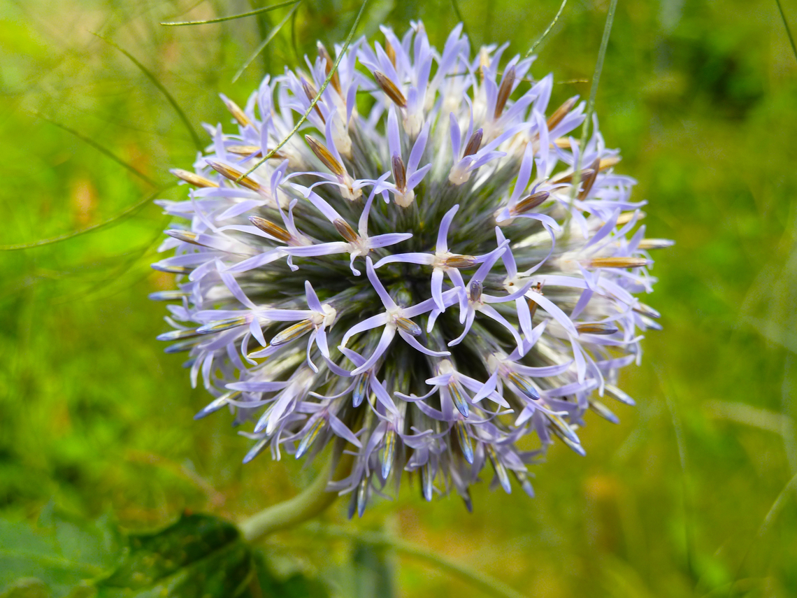Glandular globe-thistle - Echinops sphaerocephalus Cultivated in garden.<br />
Verbeke Foundation, Kemzeke.  Belgium,Echinops sphaerocephalus,Geotagged,Glandular globe-thistle,Summer
