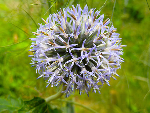 Glandular globe-thistle - Echinops sphaerocephalus Cultivated in garden.
Verbeke Foundation, Kemzeke.  Belgium,Echinops sphaerocephalus,Geotagged,Glandular globe-thistle,Summer