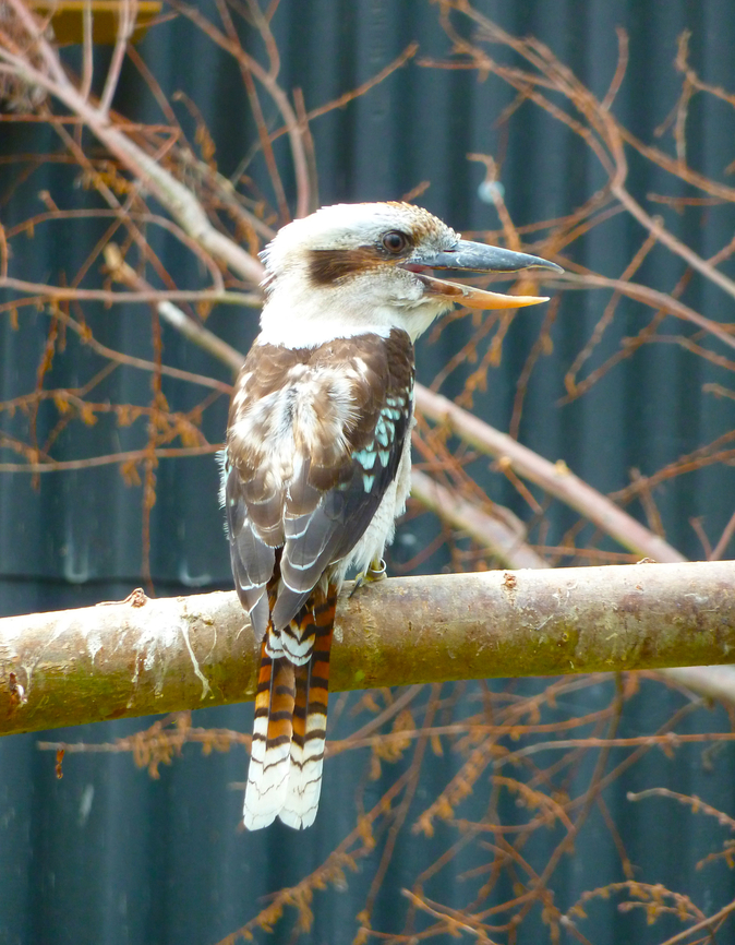 Laughing Kookaburra - Dacelo novaeguineae Captive.<br />
Verbeke Foundation, Kemzeke.  Belgium,Dacelo novaeguineae,Geotagged,Laughing Kookaburra,Summer