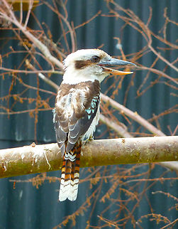 Laughing Kookaburra - Dacelo novaeguineae Captive.
Verbeke Foundation, Kemzeke.  Belgium,Dacelo novaeguineae,Geotagged,Laughing Kookaburra,Summer