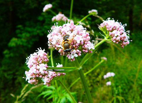 Eristalis horticola Doode Bemde, Belgium 2014. Belgium,Eristalis horticola,Geotagged,Spring