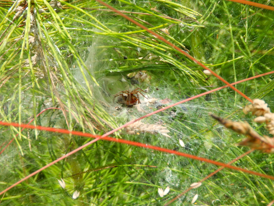 Agelena labyrithica Silsombos, Belgium. Agelena labyrinthica,Agelena labyrithica,Belgium,Geotagged,Spring