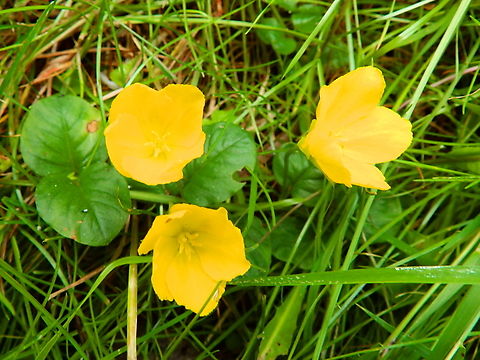 Creeping Jenny - Lysimachia nummularia Zoete Waters (Belgium). Belgium,Creeping Jenny,Geotagged,Lysimachia nummularia,Summer