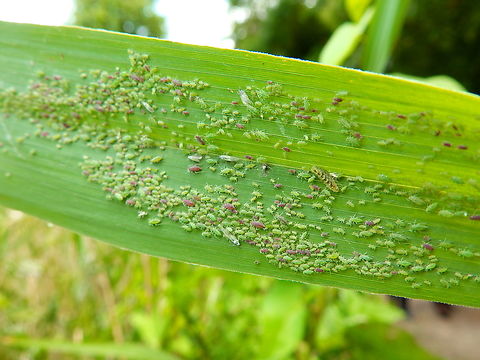 Mealy plum aphid - Hyalopterus pruni Zoete Waters (Belgium). Belgium,Geotagged,Hyalopterus pruni,Mealy plum aphid,Summer