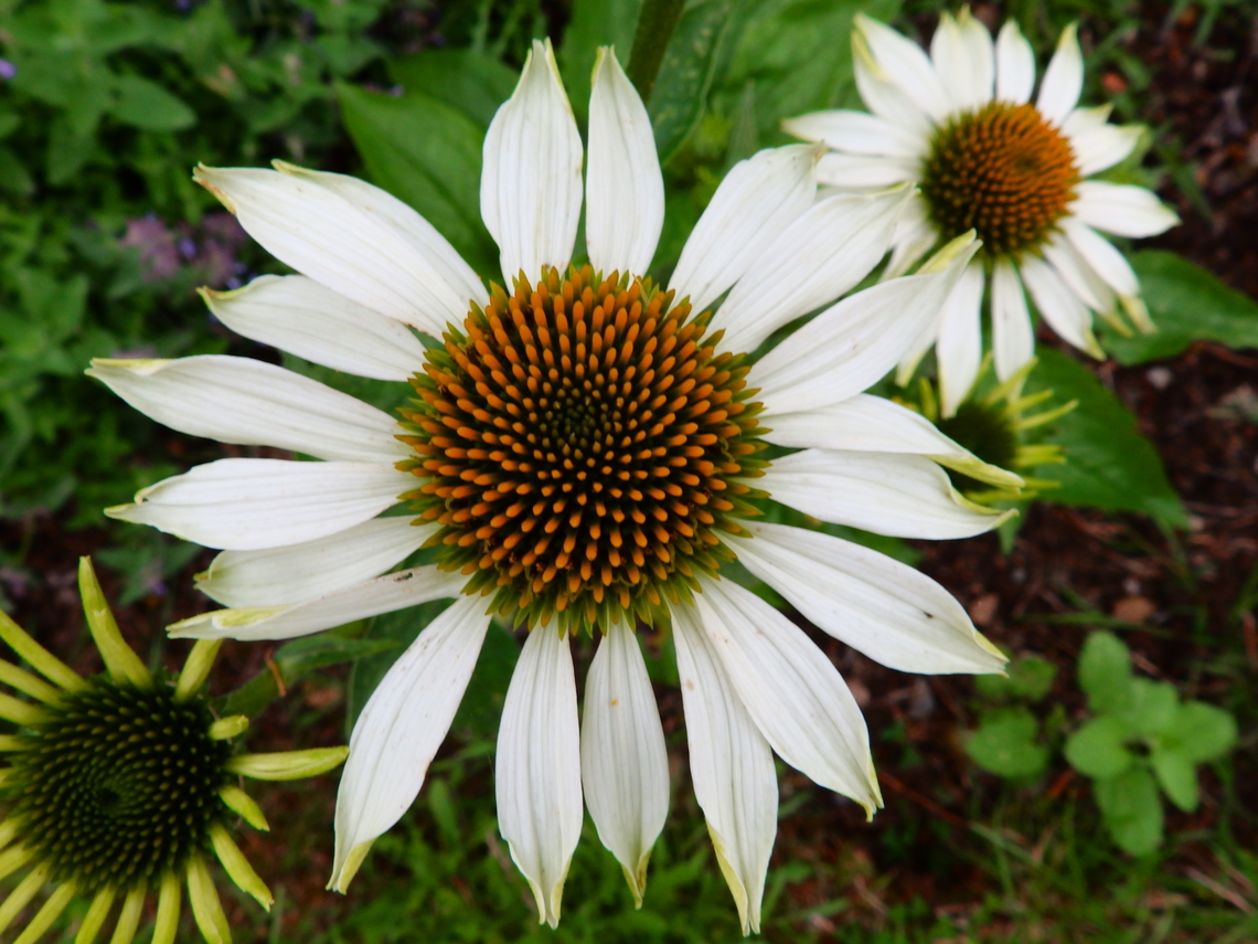 Pale purple Cone Flower - Echinacea pallida Cultivated.<br />
Villers La Ville Abdij (Belgium). Belgium,Echinacea pallida,Echinacea_pallida,Geotagged,Summer