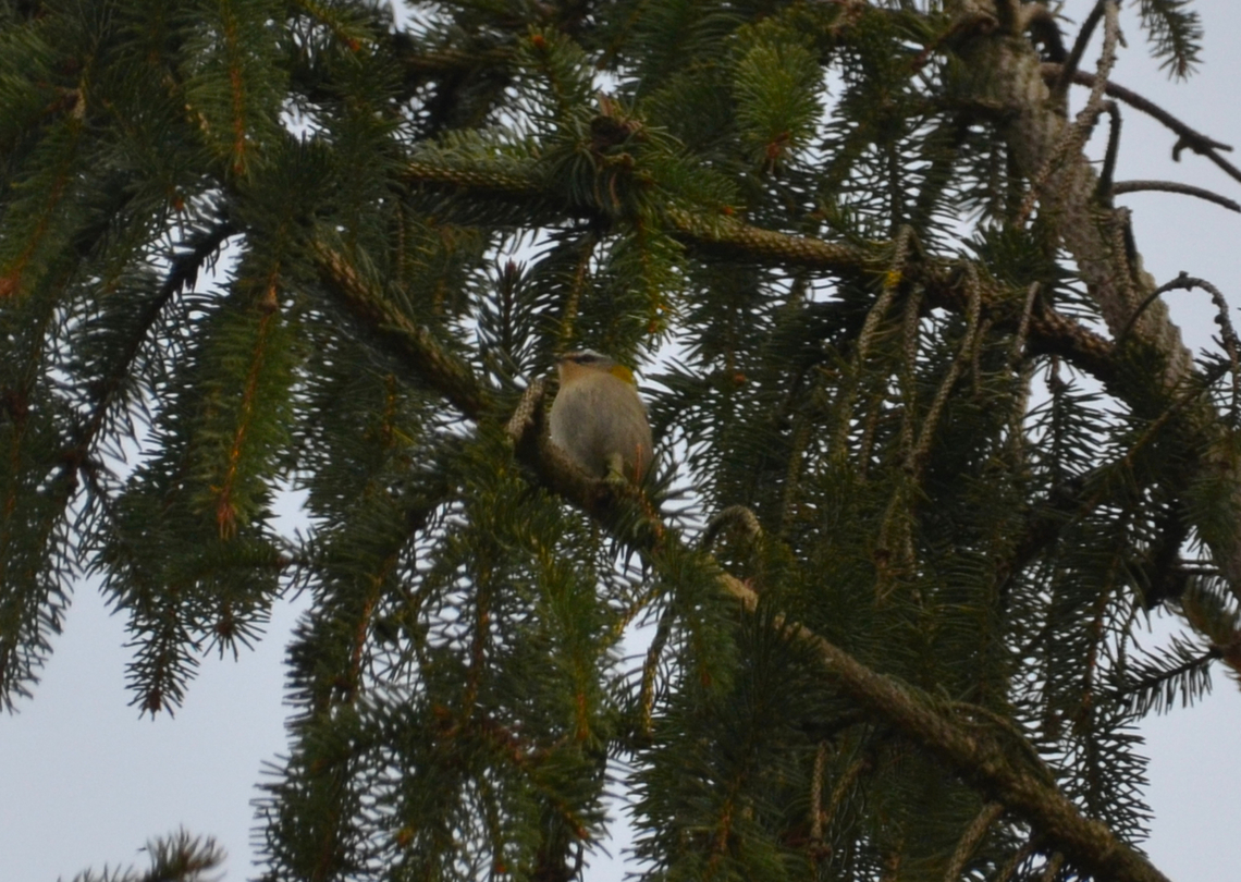 Common firecrest - Regulus ignicapilla Kateelpark Arenberg (Belgium).<br />
Not the best pic but just to document is here :-) Belgium,Common firecrest,Geotagged,Regulus ignicapilla,Winter