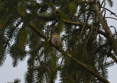 Common firecrest - Regulus ignicapilla Kateelpark Arenberg (Belgium).
Not the best pic but just to document is here :-) Belgium,Common firecrest,Geotagged,Regulus ignicapilla,Winter