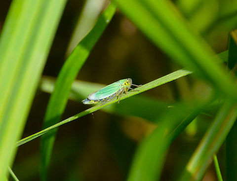 Green Leafhopper - Cicadella viridis Silsombos, Belgium. Belgium,Cicadella viridis,Geotagged,Spring