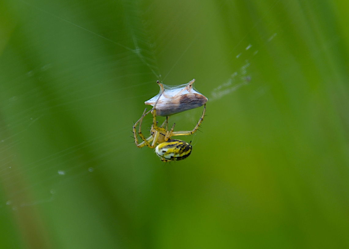 Mangora acalypha Silsombos (Belgium). Belgium,Geotagged,Mangora acalypha,Spring