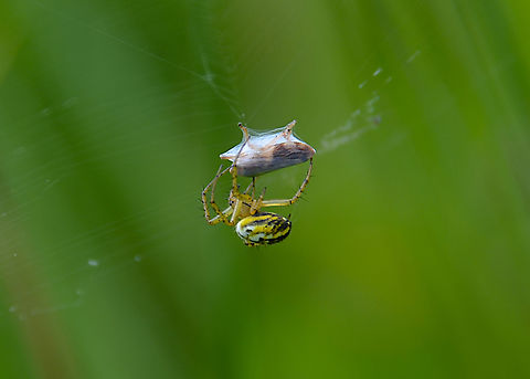 Mangora acalypha Silsombos (Belgium). Belgium,Geotagged,Mangora acalypha,Spring