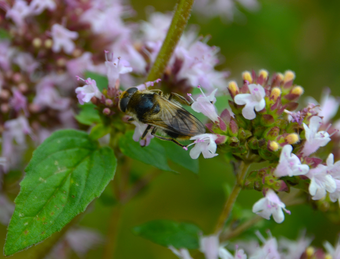 Bumblebee Blacklet - Cheilosia illustrata Villers La Ville Abbbey, Belgium.<br />
<a href="https://waarnemingen.be/species/7821/" rel="nofollow">https://waarnemingen.be/species/7821/</a><br />
 Belgium,Cheilosia illustrata,Cheilosia_illustrata,Geotagged,Summer