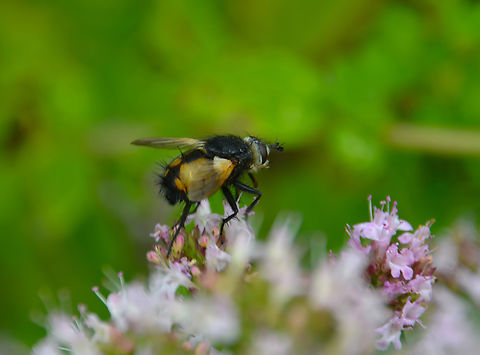 Nowickia ferox Villers La Ville Abbbey, Belgium.
https://waarnemingen.be/species/105056/photos/? Belgium,Geotagged,Nowickia ferox,Summer