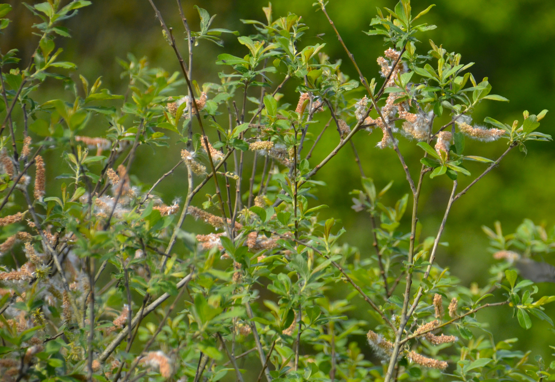 Salix cinerea Grootbroek, Huldenberg (Belgium).<br />
<a href="https://waarnemingen.be/species/18803/photos/" rel="nofollow">https://waarnemingen.be/species/18803/photos/</a>? Belgium,Geotagged,Salix cinerea,Spring