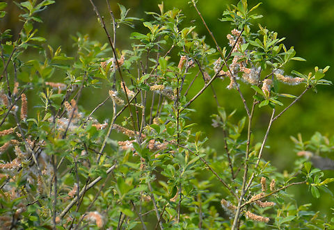 Salix cinerea Grootbroek, Huldenberg (Belgium).
https://waarnemingen.be/species/18803/photos/? Belgium,Geotagged,Salix cinerea,Spring