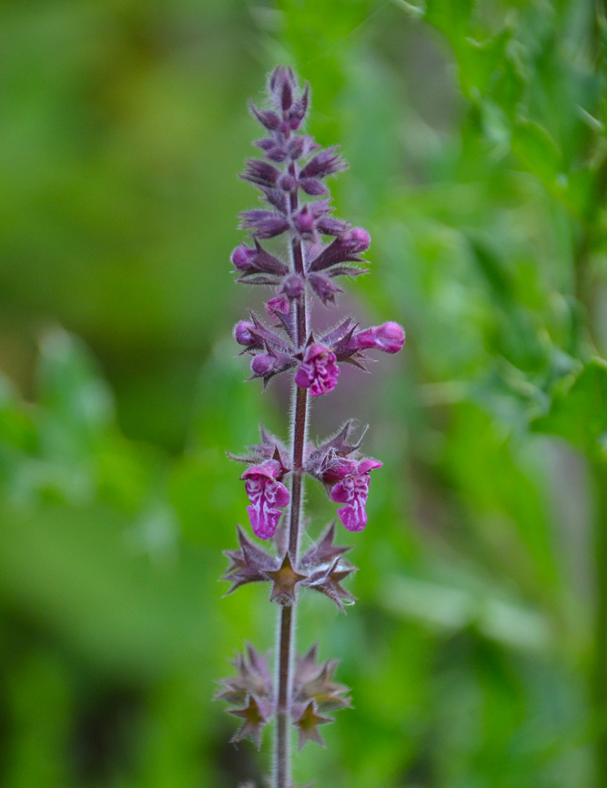 Stachys sylvatica Silsombos (Belgium). Belgium,Geotagged,Spring,Stachys sylvatica