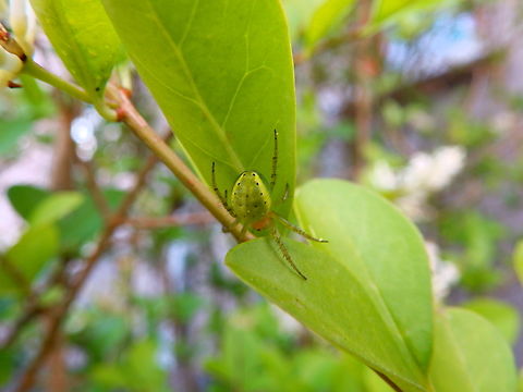 Cucumber_Greeb Spider - Araniella cucurbitina Bushes in my house entrance :-) Araniella cucurbitina,Belgium,Cucumber green spider,Geotagged,Summer