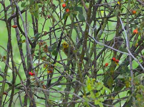 Yellowhammer - Emberiza citrinella St Pietersberg, Maastricht (Holland). Emberiza citrinella,Geotagged,Netherlands,Summer,Yellowhammer