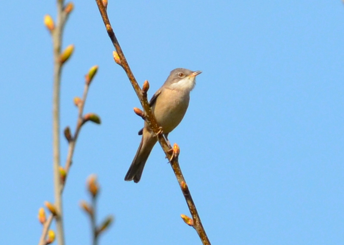 Common whitethroat - Sylvia/Curruca communis Doode Bemde, Belgium. Belgium,Common whitethroat,Geotagged,Spring,Sylvia communis