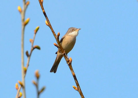 Common whitethroat - Sylvia/Curruca communis Doode Bemde, Belgium. Belgium,Common whitethroat,Geotagged,Spring,Sylvia communis