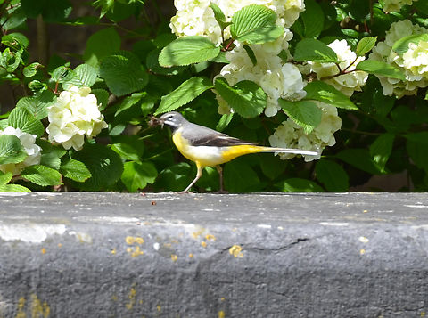 Grey wagtail - Motacilla cinerea Kasteelpark Arenberg, Heverlee, Belgium. Belgium,Geotagged,Grey wagtail,Motacilla cinerea,Spring