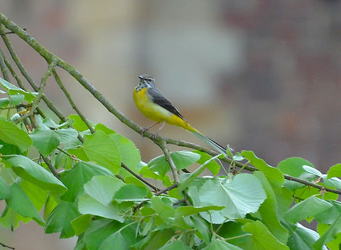 Grey wagtail - Motacilla cinerea Kasteelpark Arenberg, Heverlee, Belgium.  Belgium,Geotagged,Grey wagtail,Motacilla cinerea,Spring