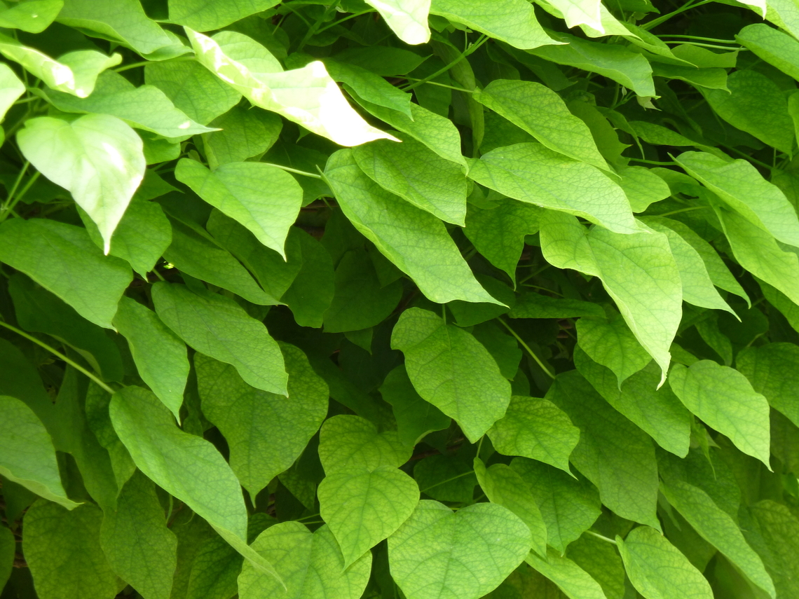Southern catalpa - Catalpa bignonioides Cultivated.<br />
Zoete Waters, Belgium. Belgium,Catalpa bignonioides,Geotagged,Southern catalpa,Summer