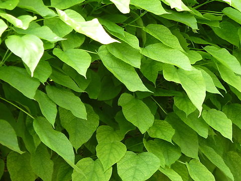 Southern catalpa - Catalpa bignonioides Cultivated.
Zoete Waters, Belgium. Belgium,Catalpa bignonioides,Geotagged,Southern catalpa,Summer