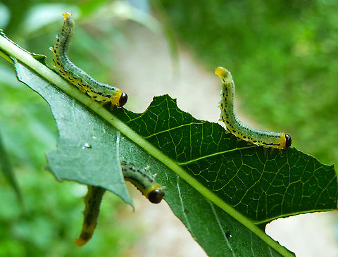 Euura pavida/Nematus pavidus Sawfly larvae. Zoete Waters, belgium Belgium,Euura pavida,Geotagged,Nematus pavidus,Summer