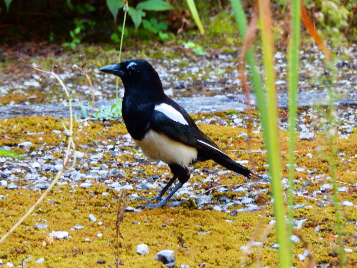 Eurasian magpie - Pica pica Botanic Garden in KU Leuven, Kasteelpark Arenberg (Belgium). Belgium,Eurasian magpie,Geotagged,Pica pica,Summer