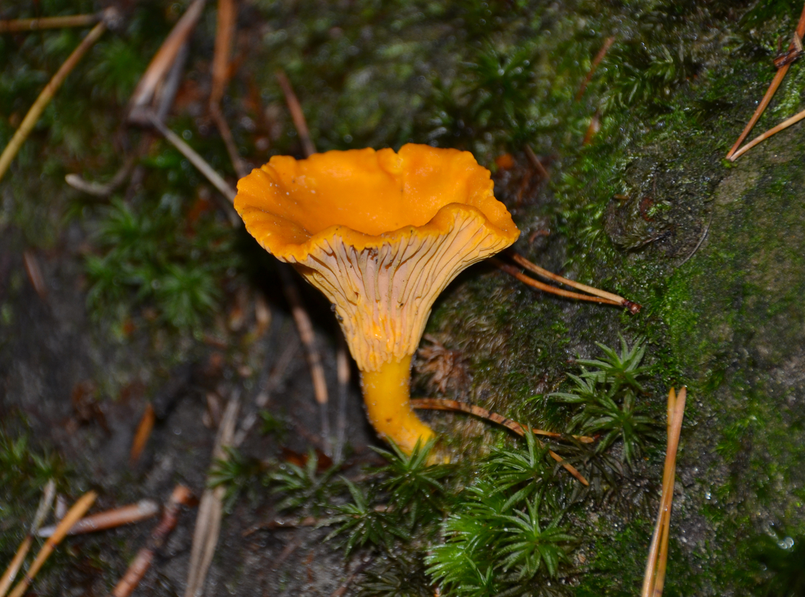 Chanterelle - Cantharellus cibarius Meerdaalbos, Belgium. Belgium,Cantharellus cibarius,Chanterelle,Fall,Geotagged